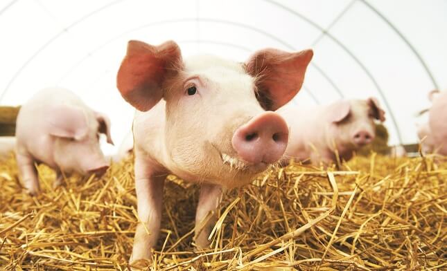 4H pigs in sty