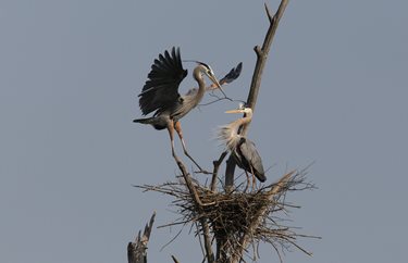 Nesting-Herons_Sandy-Lake_Rebecca-Kilner.JPG
